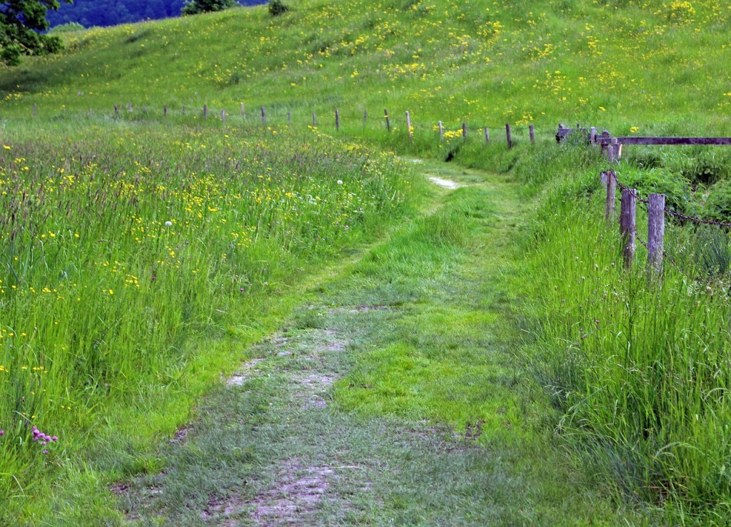 Path through meadow